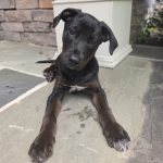 Otis