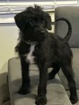 Pip